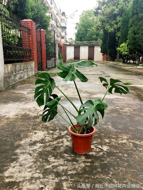 龜背竹臥室風水|【風水樹龜背竹】現代家居風水家裡種這些風水植物生。